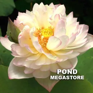 Flowing Cloud Lotus<br> Luminous blooms!