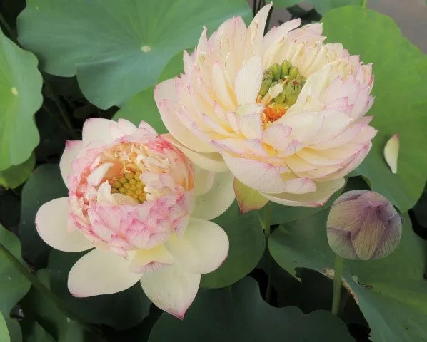 Flowing Cloud Lotus<br> Luminous blooms!