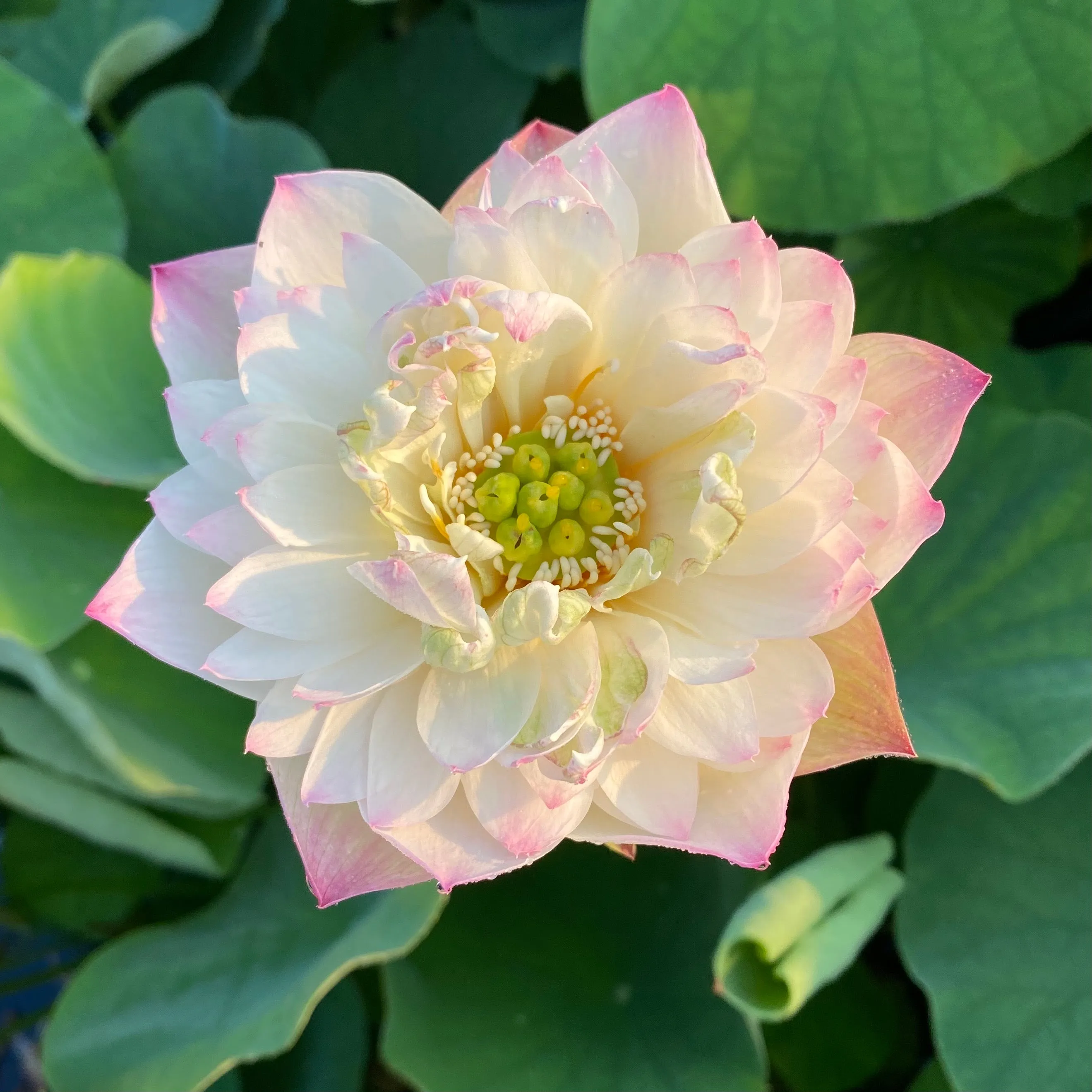 Flowing Cloud Lotus<br> Luminous blooms!